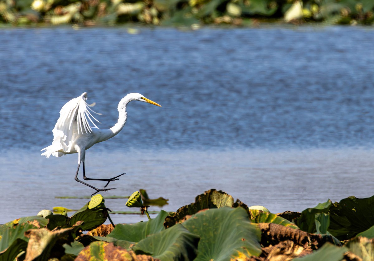 Great Egret - ML646189741