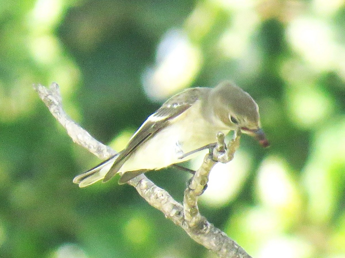 European Pied Flycatcher - ML646189743