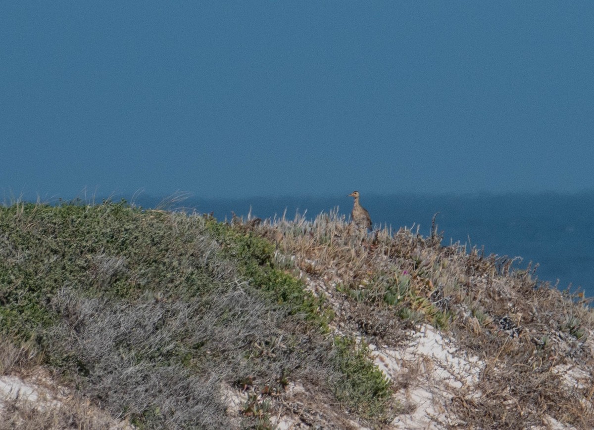 Upland Sandpiper - ML646189744