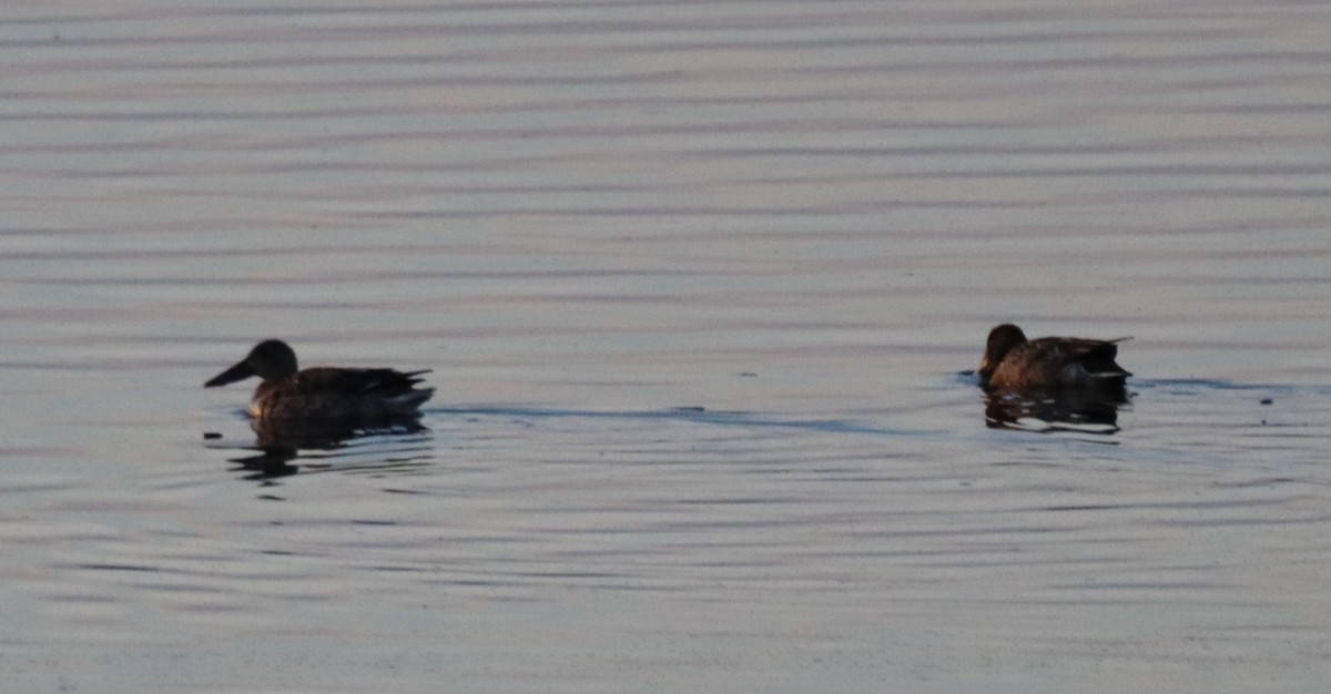 Northern Shoveler - ML646189745