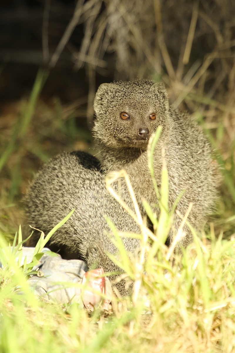 蓬灰貂獴 - ML646189747