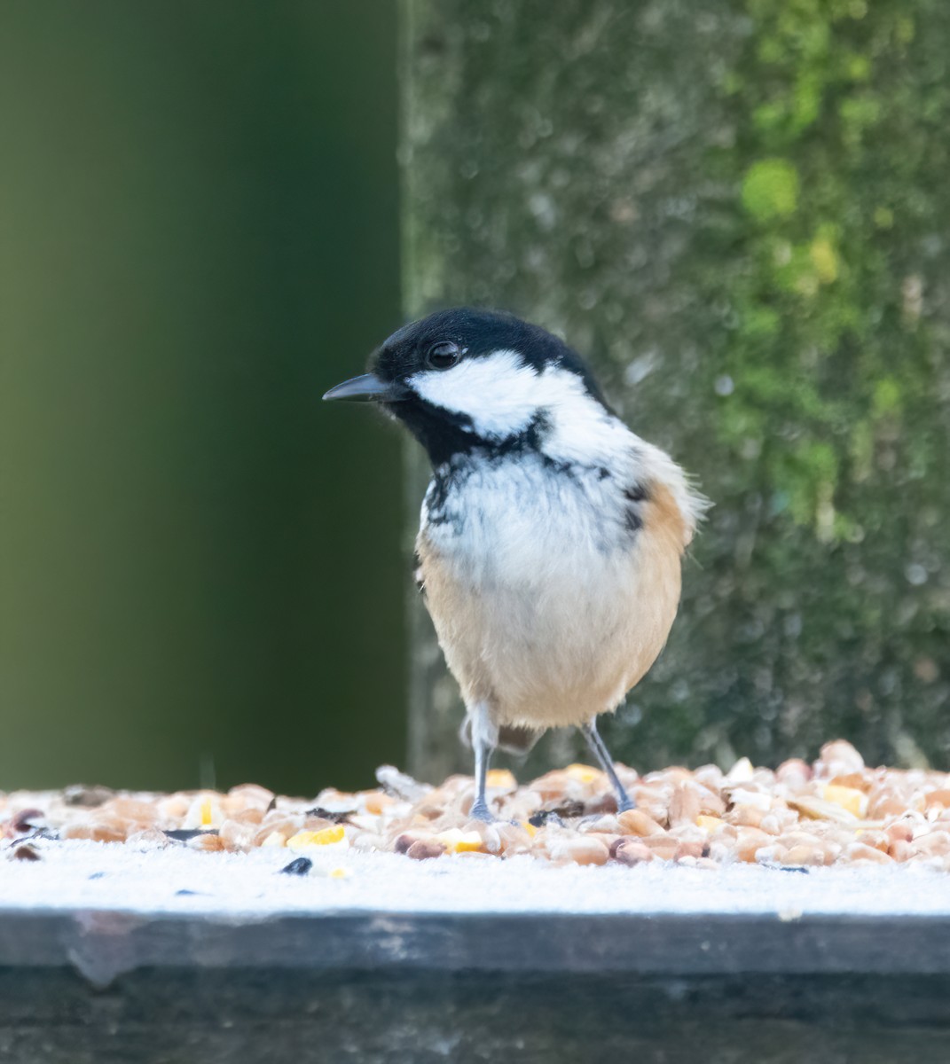 Coal Tit - ML646189748