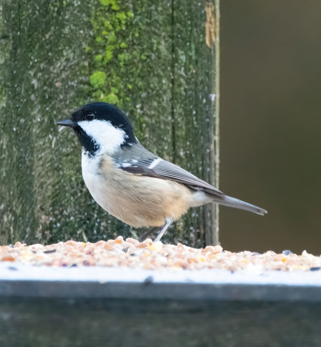 Coal Tit - ML646189749