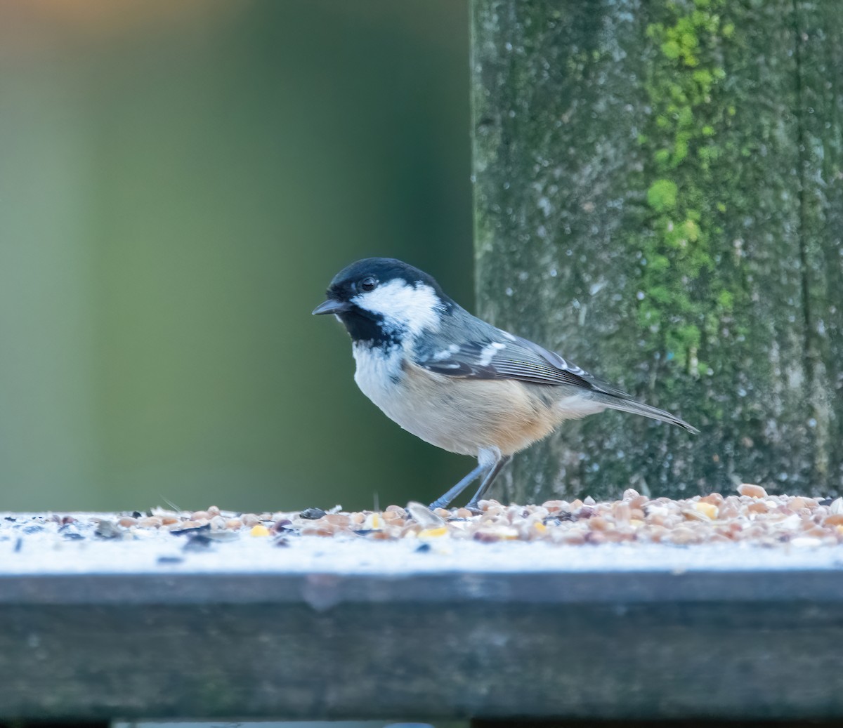 Coal Tit - ML646189750