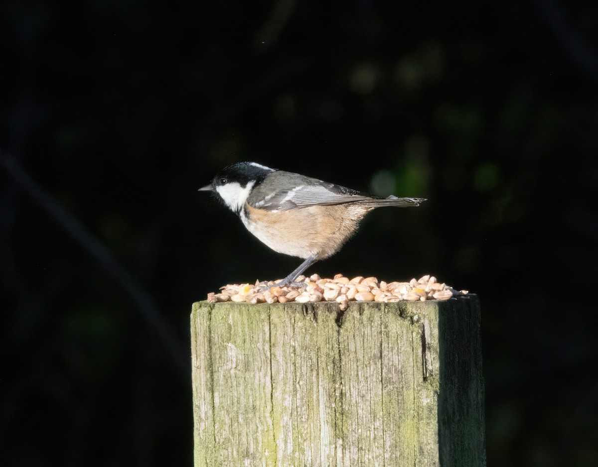 Coal Tit - ML646189751