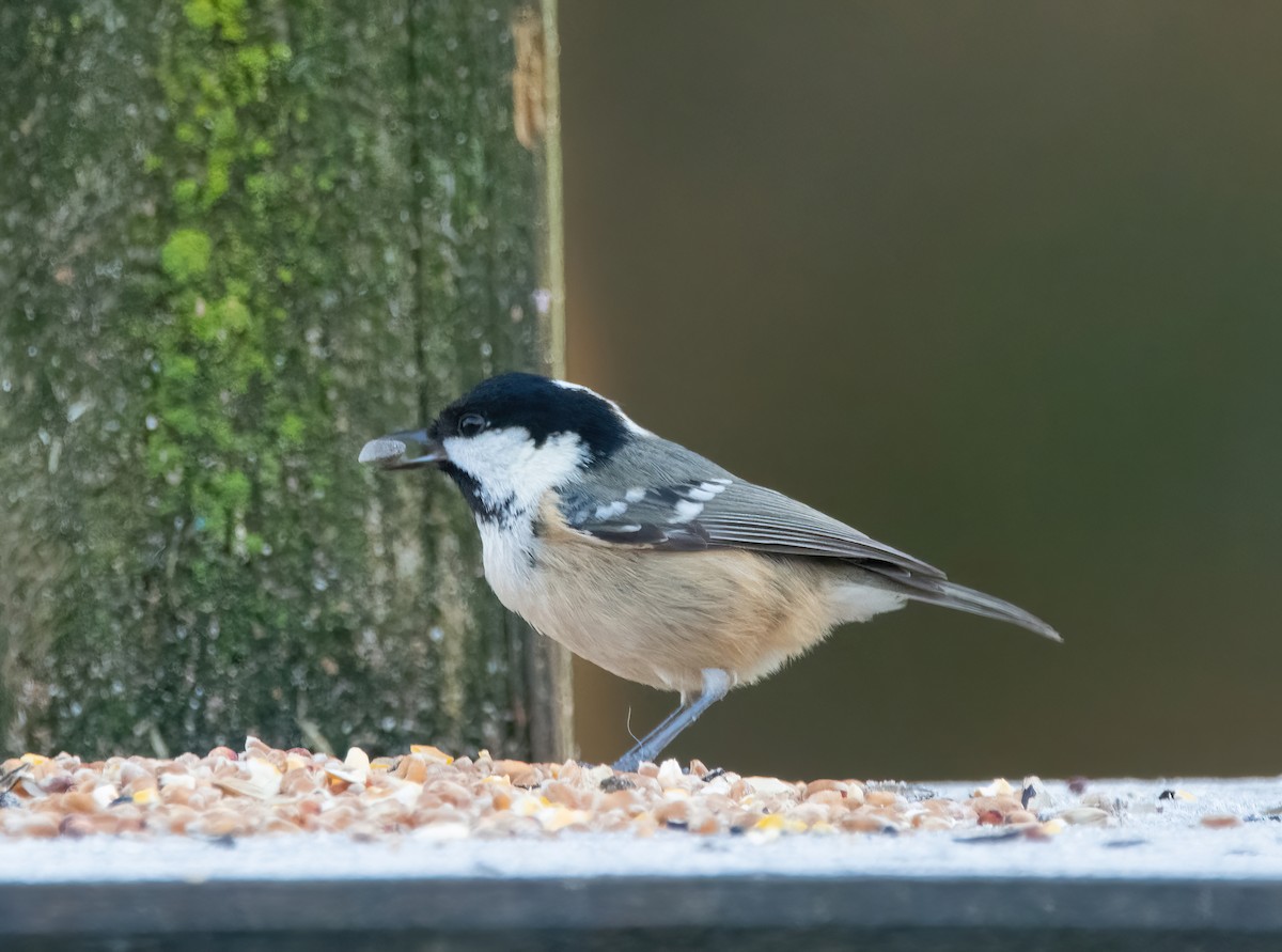 Coal Tit - ML646189752