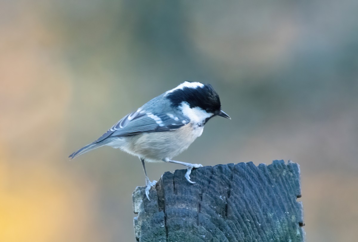 Coal Tit - ML646189753