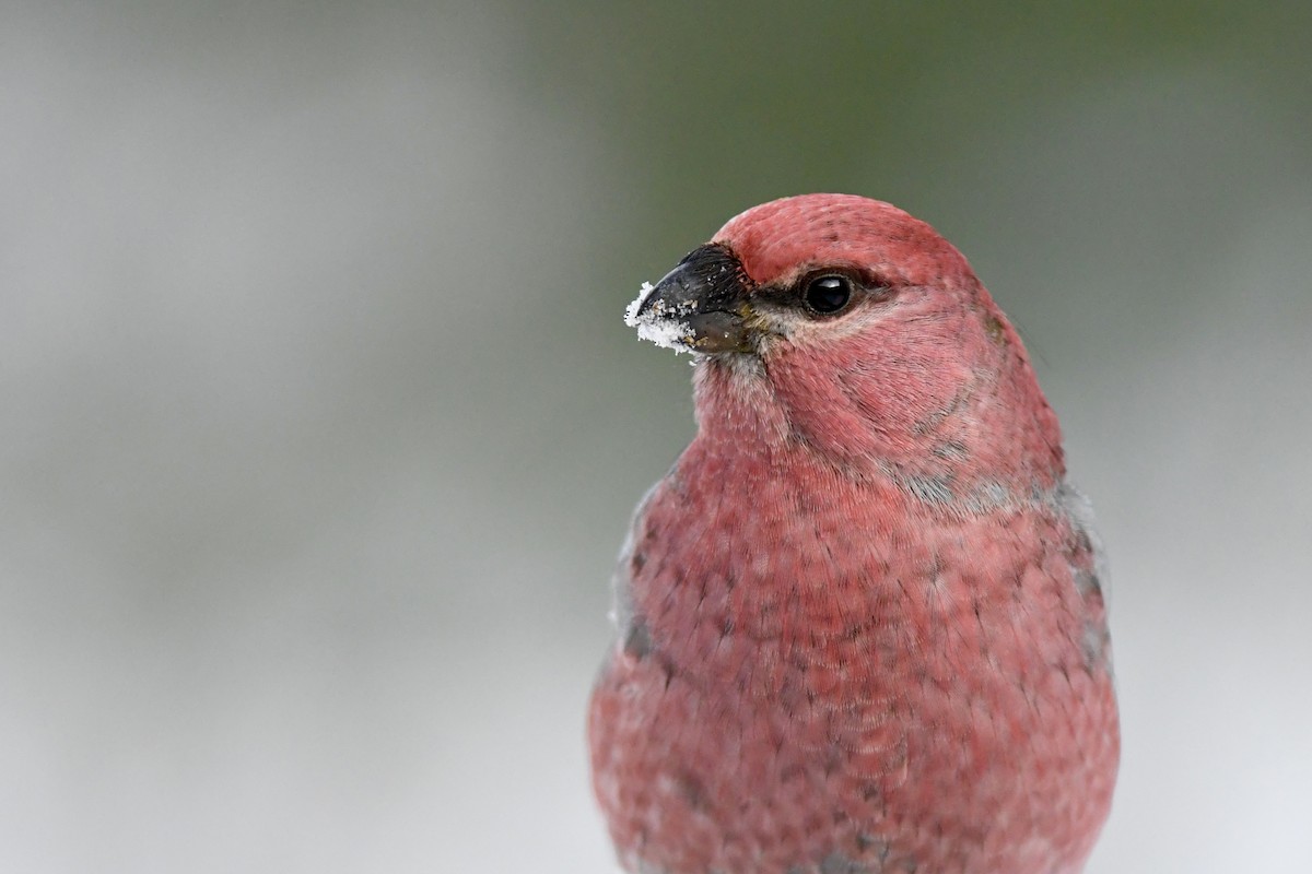 Pine Grosbeak - ML646189754