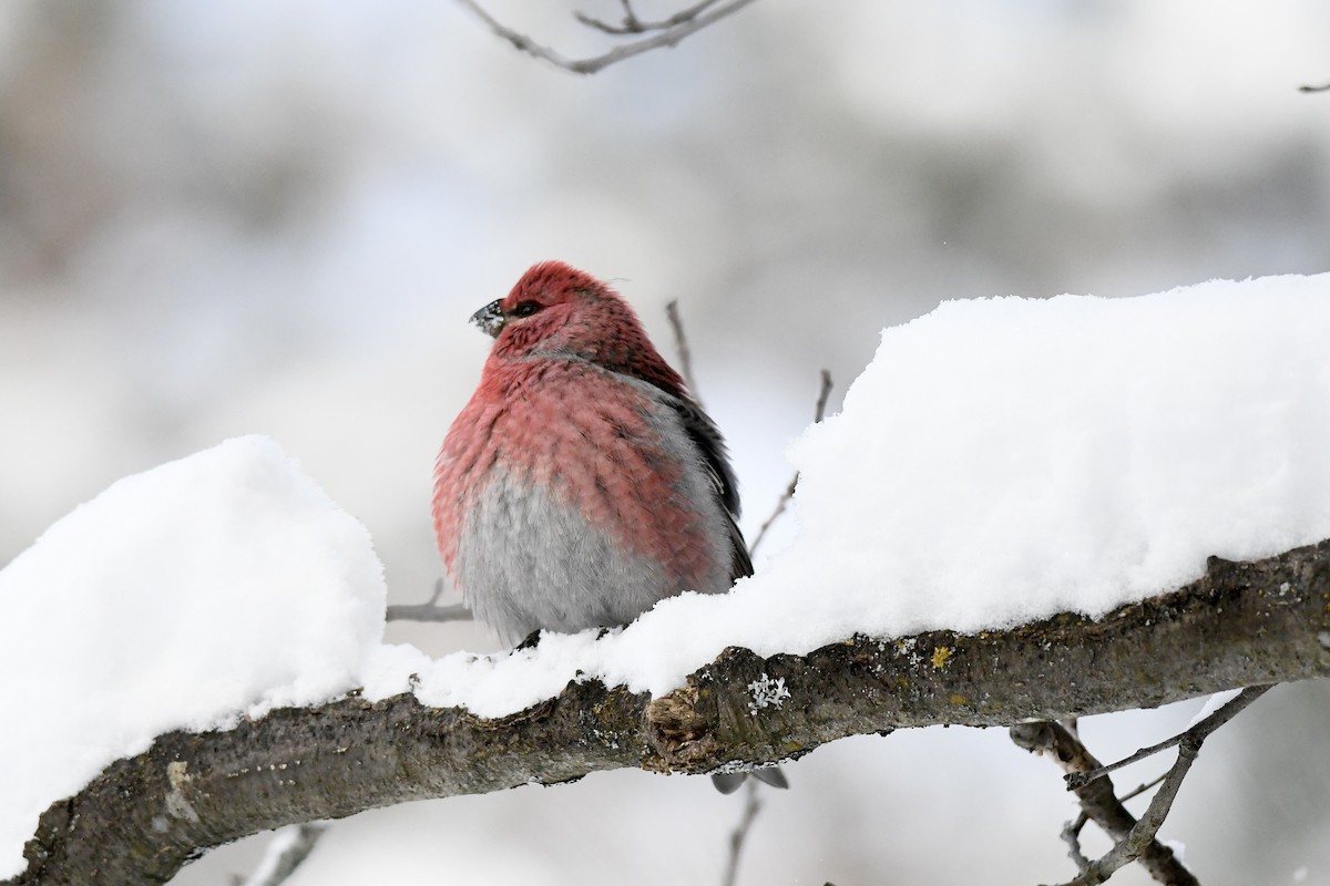 Pine Grosbeak - ML646189755