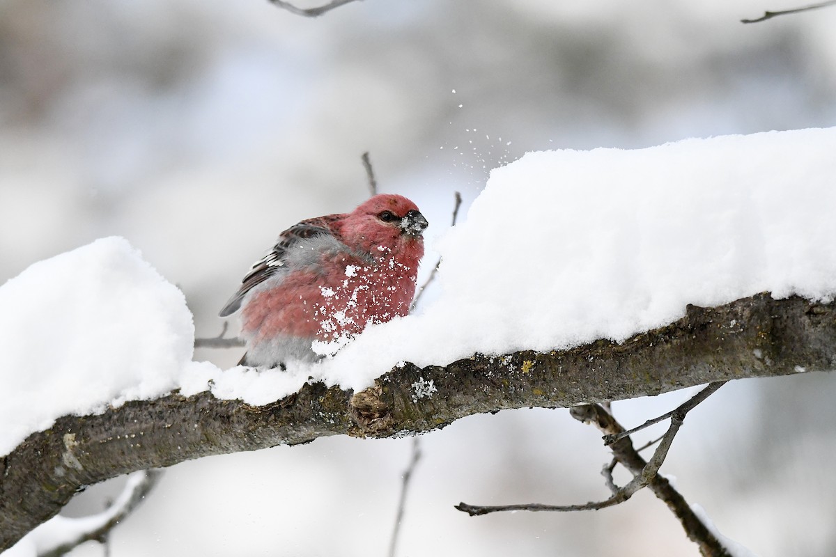 Pine Grosbeak - ML646189756