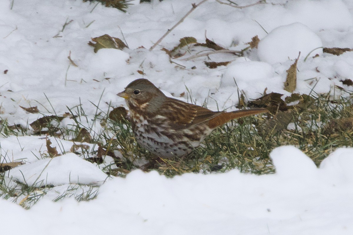 Fox Sparrow - ML646189758