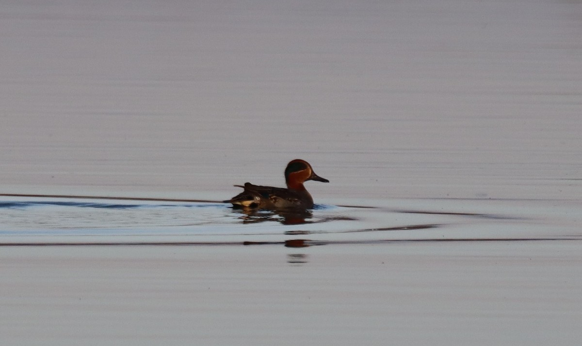 Green-winged Teal - ML646189759