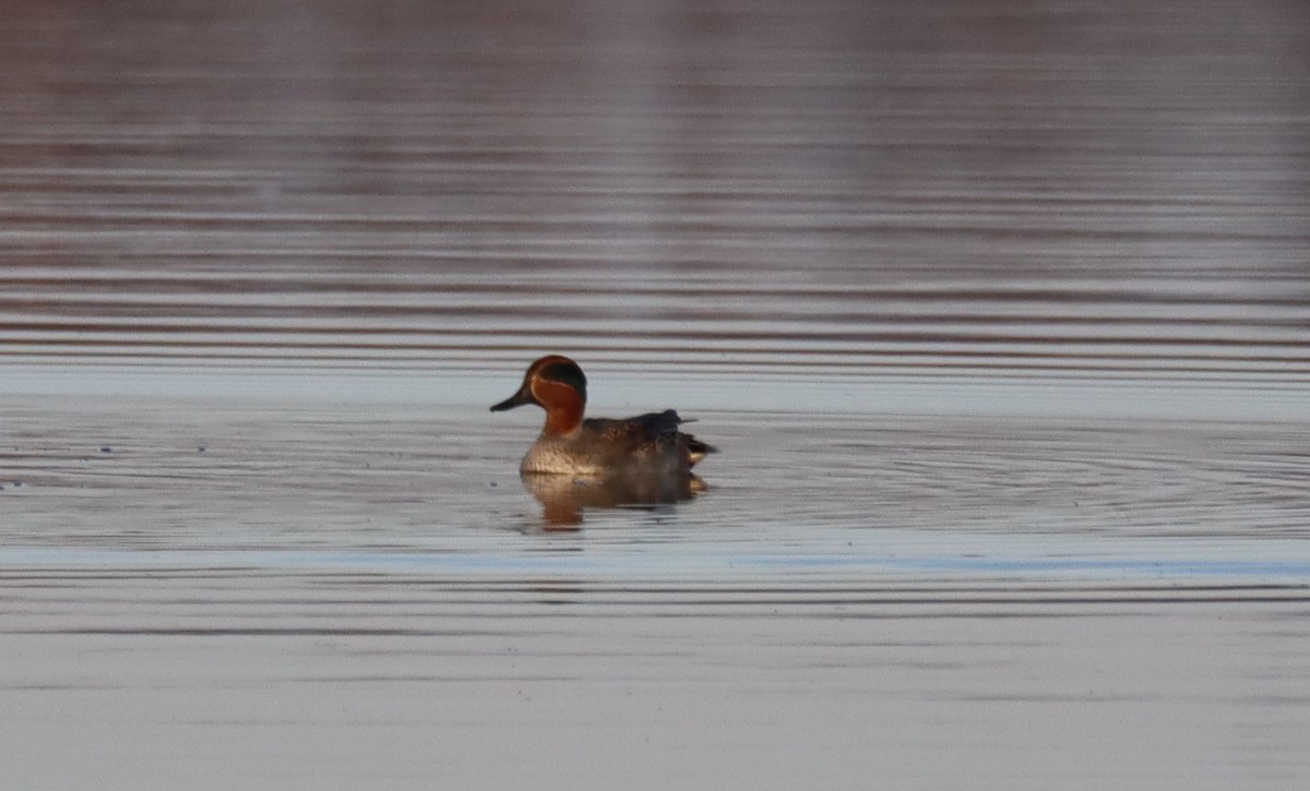 Green-winged Teal - ML646189761