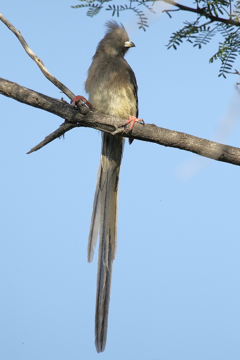 White-backed Mousebird - ML646189763