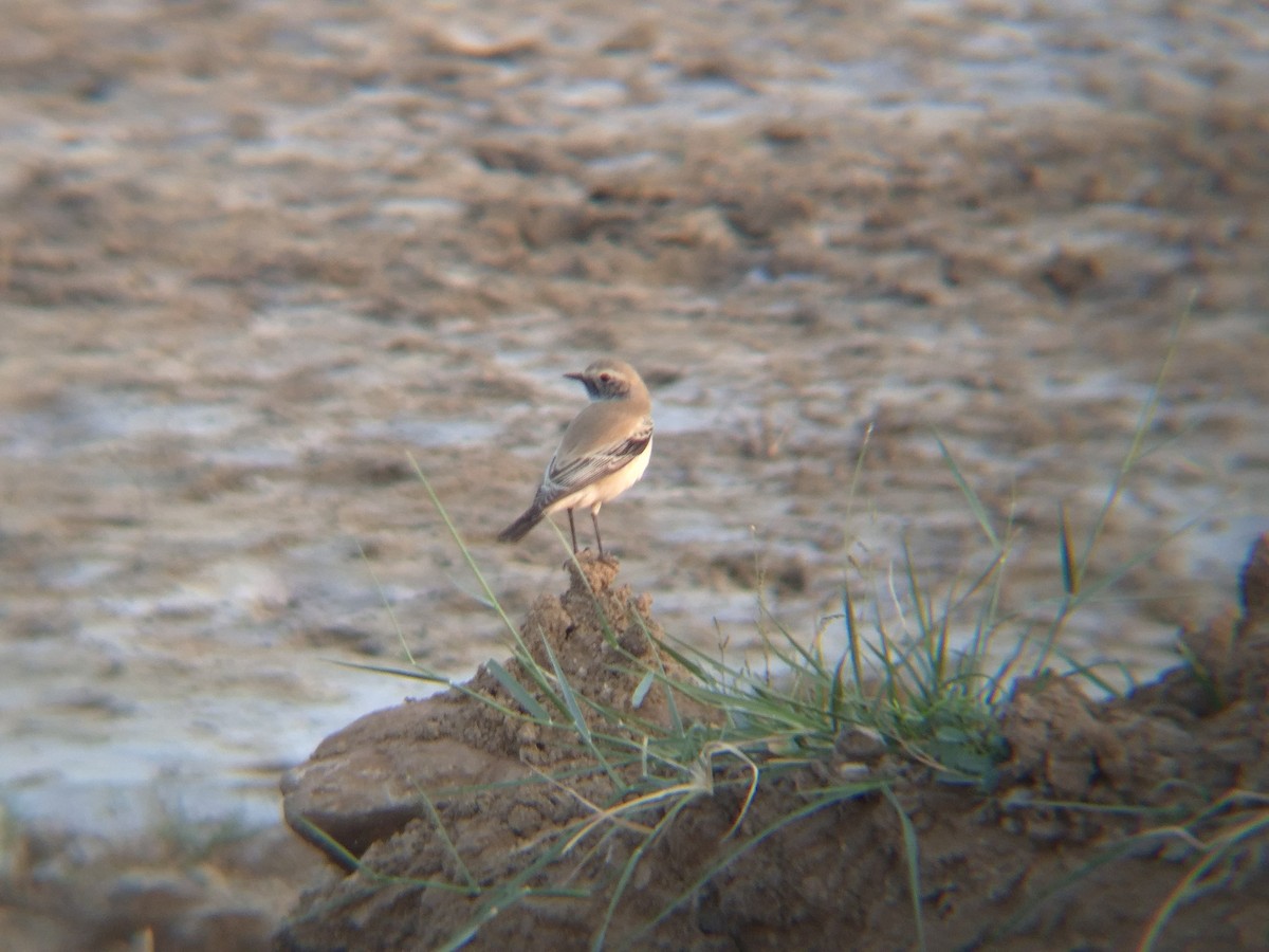 Desert Wheatear - ML646189764