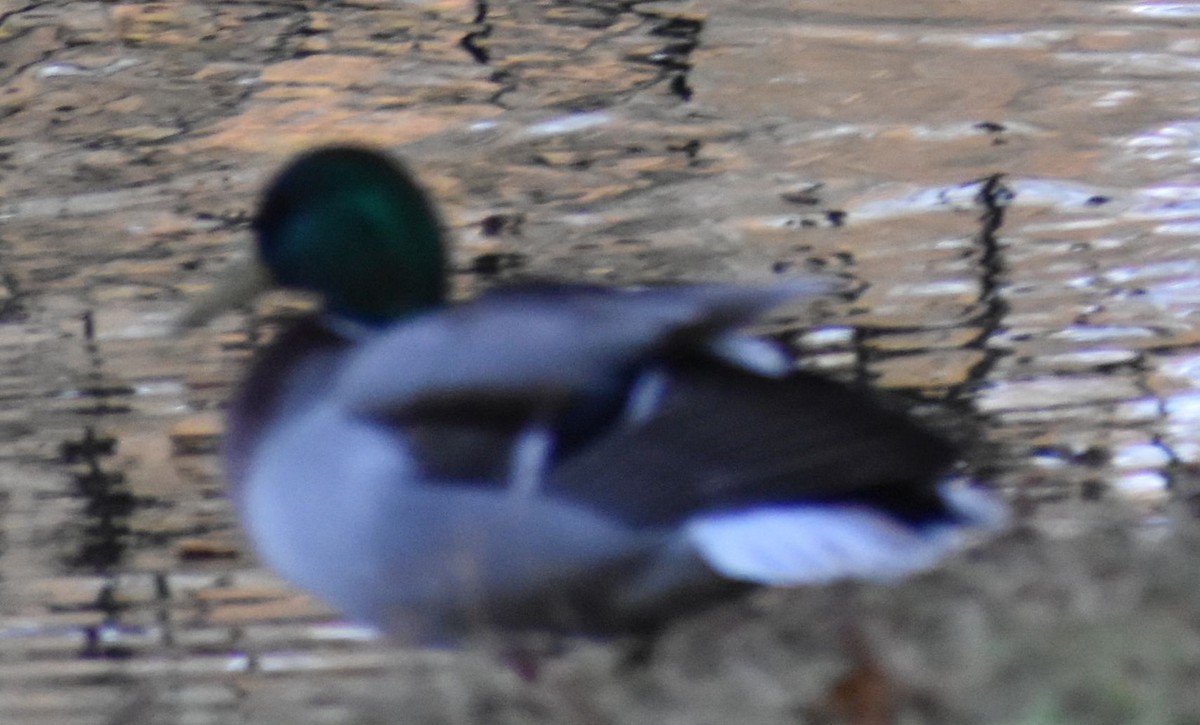 Mallard (Domestic type) - ML646189765