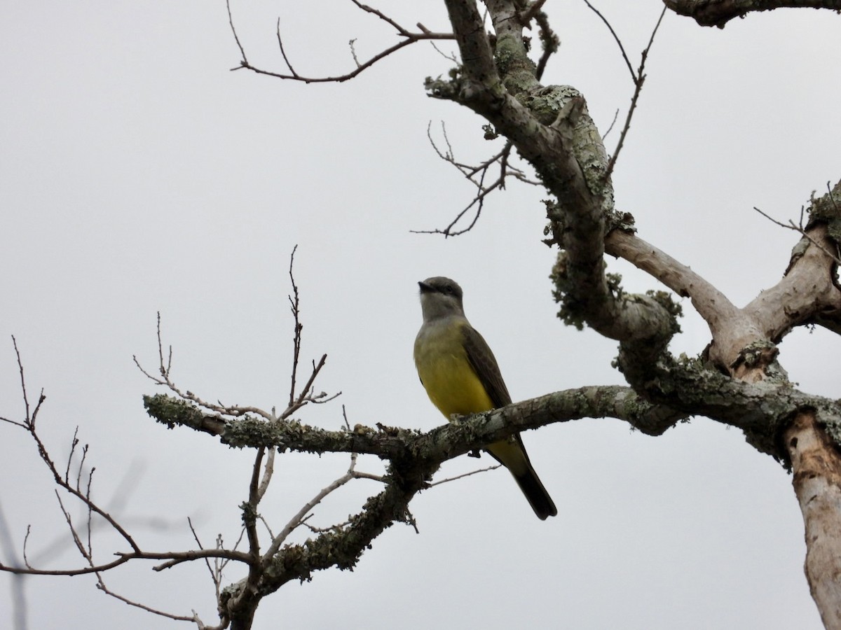 Western Kingbird - ML646189766