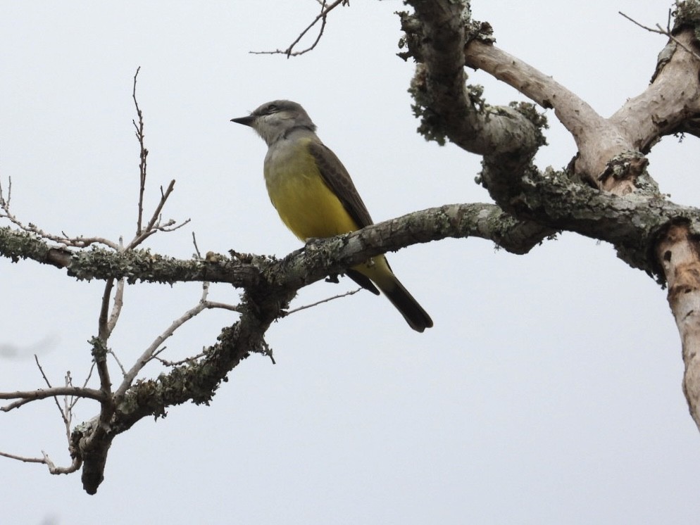 Western Kingbird - ML646189767