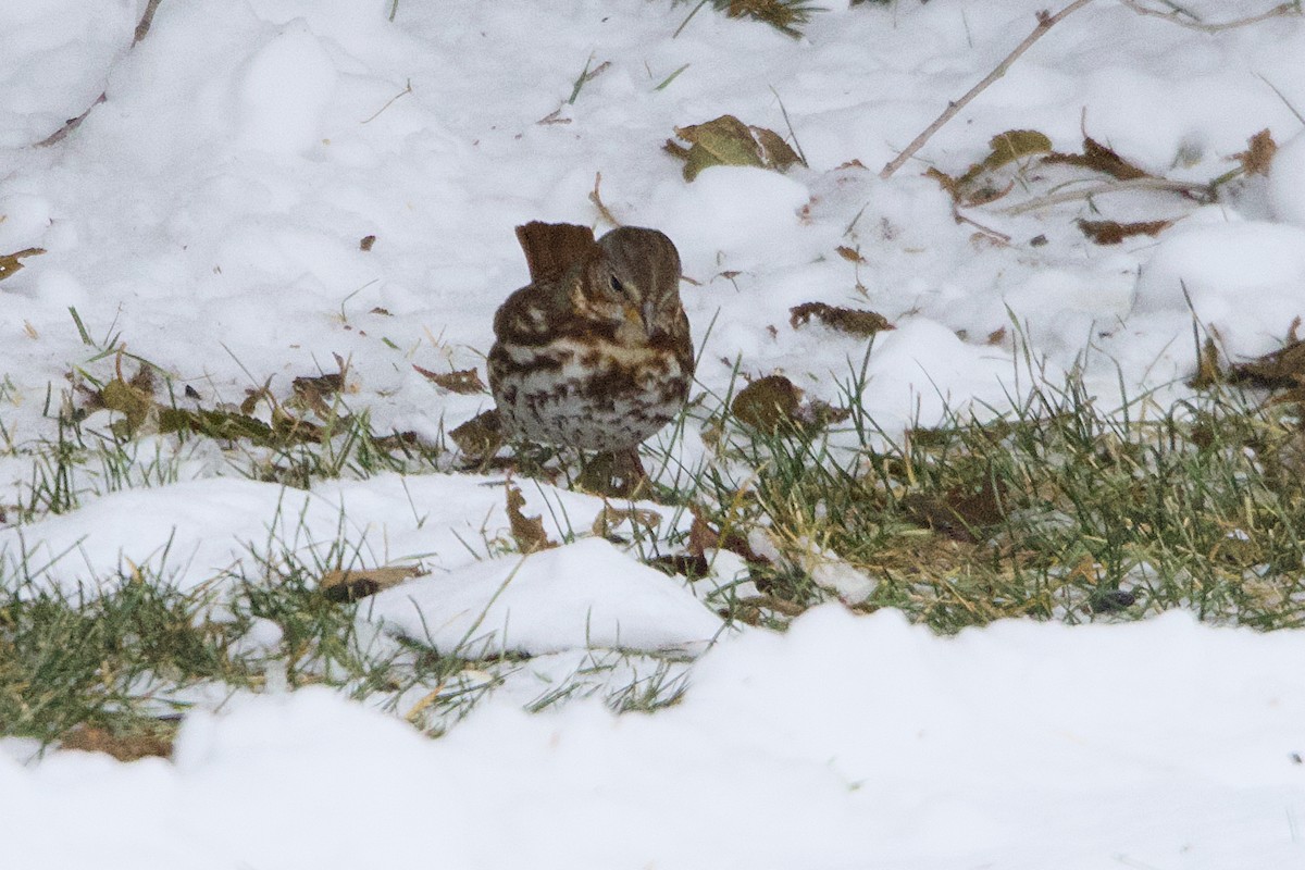 Fox Sparrow - ML646189768