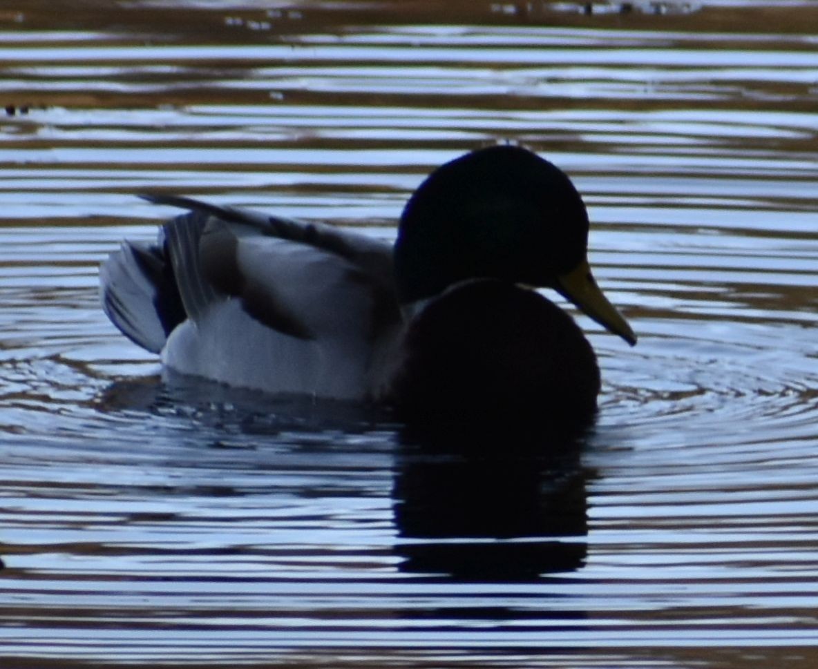 Mallard - ML646189769