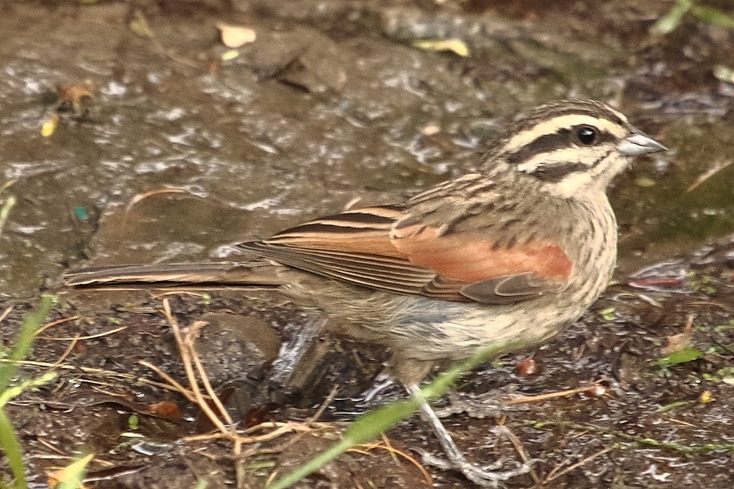 Cape Bunting - ML646189770