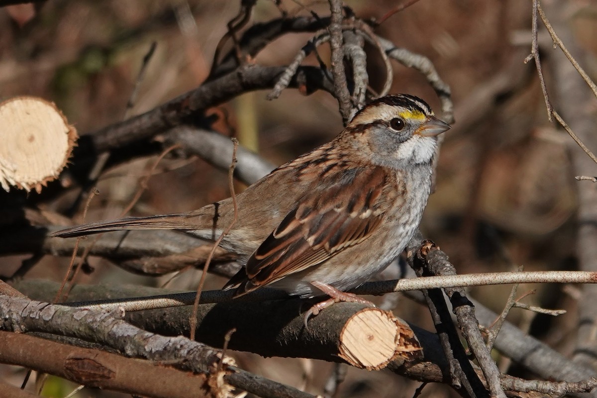 White-throated Sparrow - ML646189771