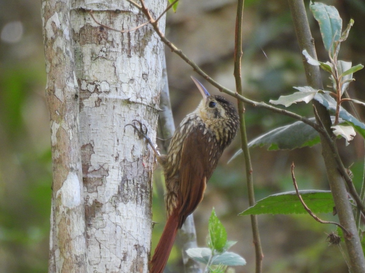 Lesser Woodcreeper - ML646189772