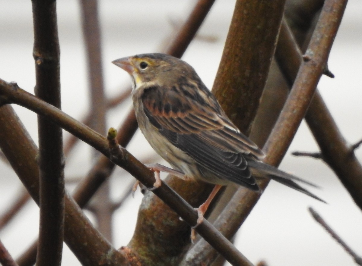 Dickcissel - ML646189774