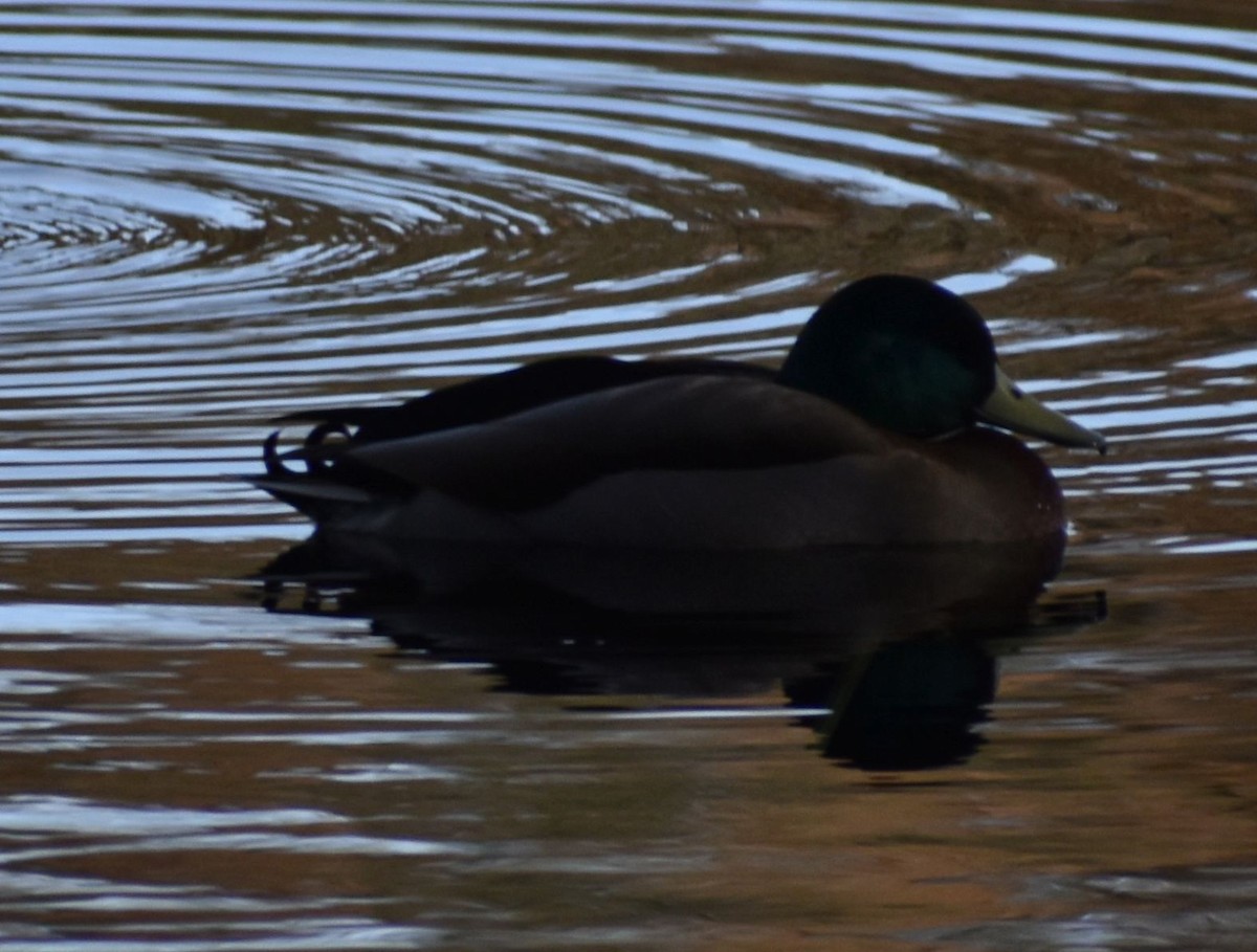 Mallard (Domestic type) - ML646189775