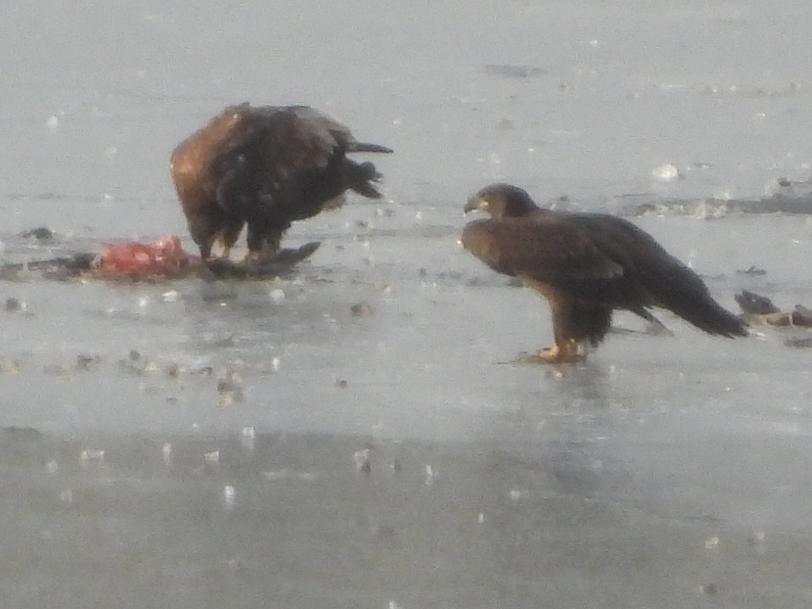 Golden Eagle - ML646189776