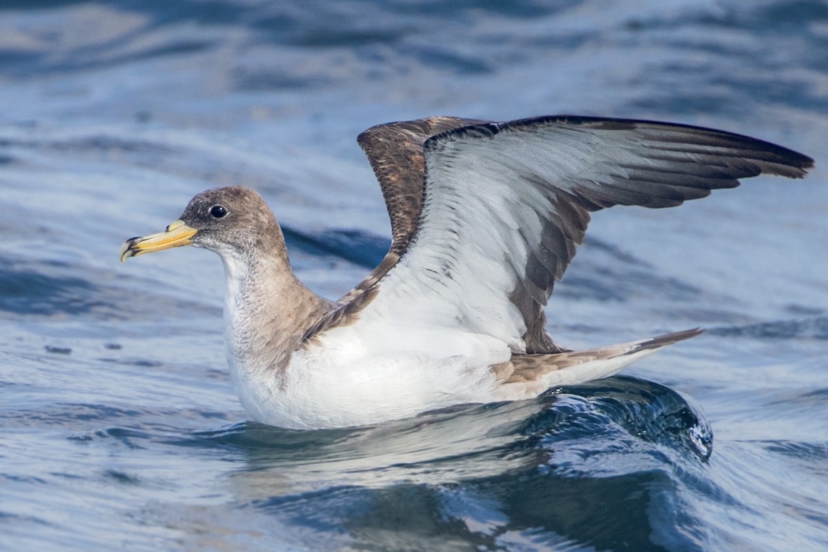 Cory's/Scopoli's Shearwater - ML646189777