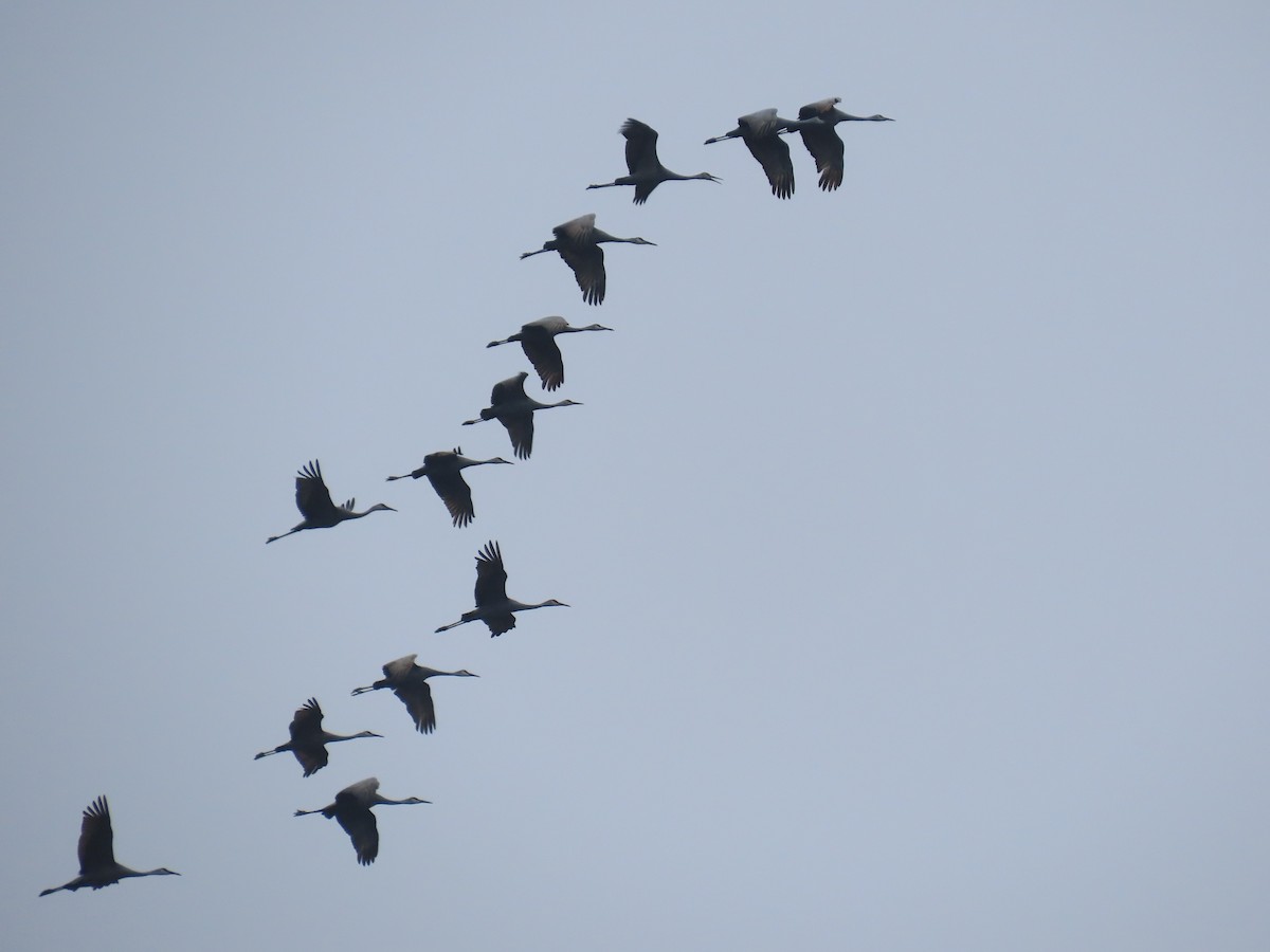 Sandhill Crane - ML646189783