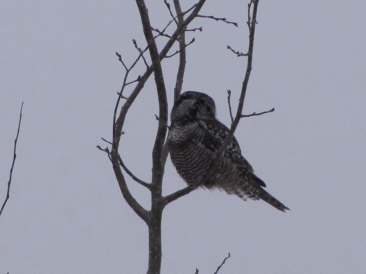 Northern Hawk Owl - ML646189789