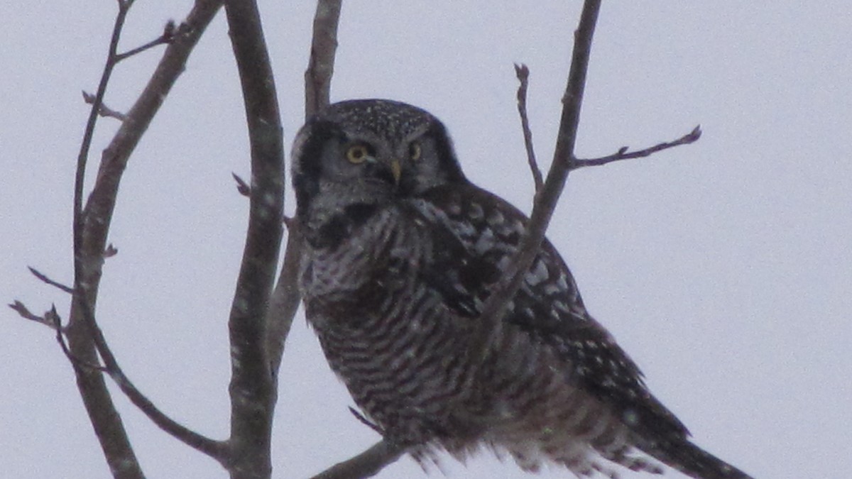 Northern Hawk Owl - ML646189790