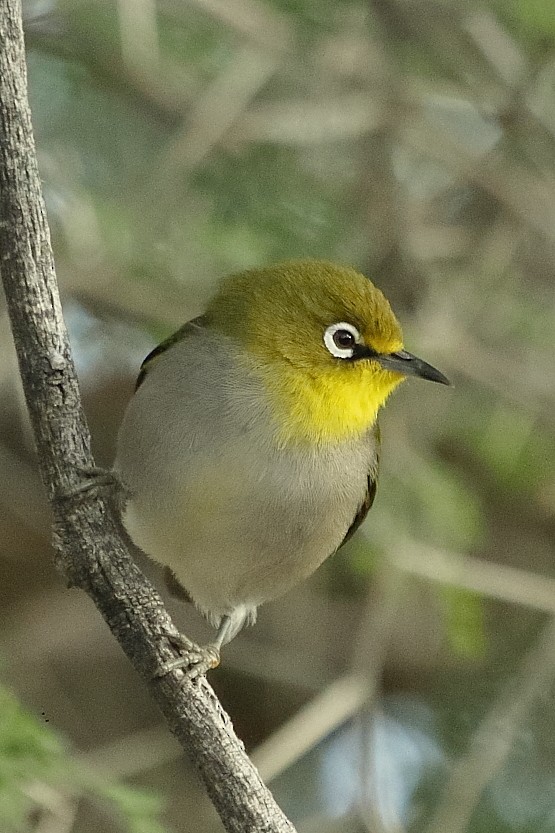 Cape White-eye - ML646189796