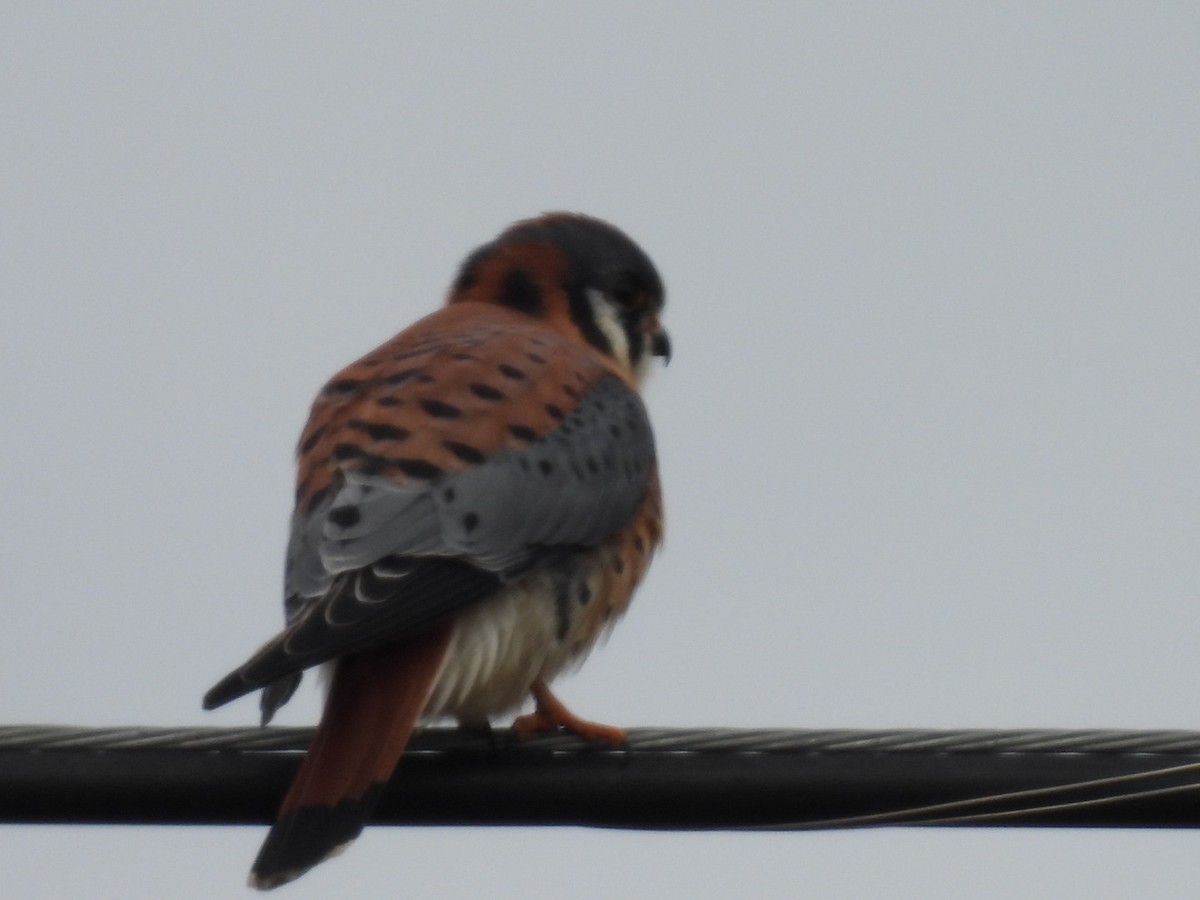 American Kestrel - ML646189798
