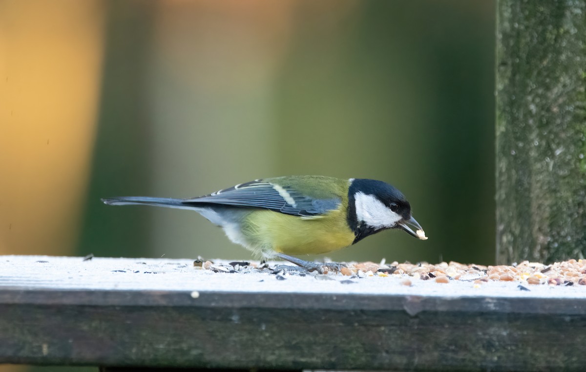 kjøttmeis - ML646189807