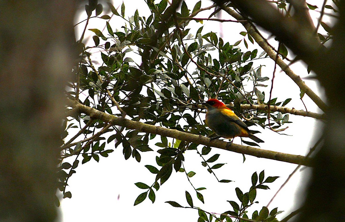 kobberryggtanagar - ML646189814