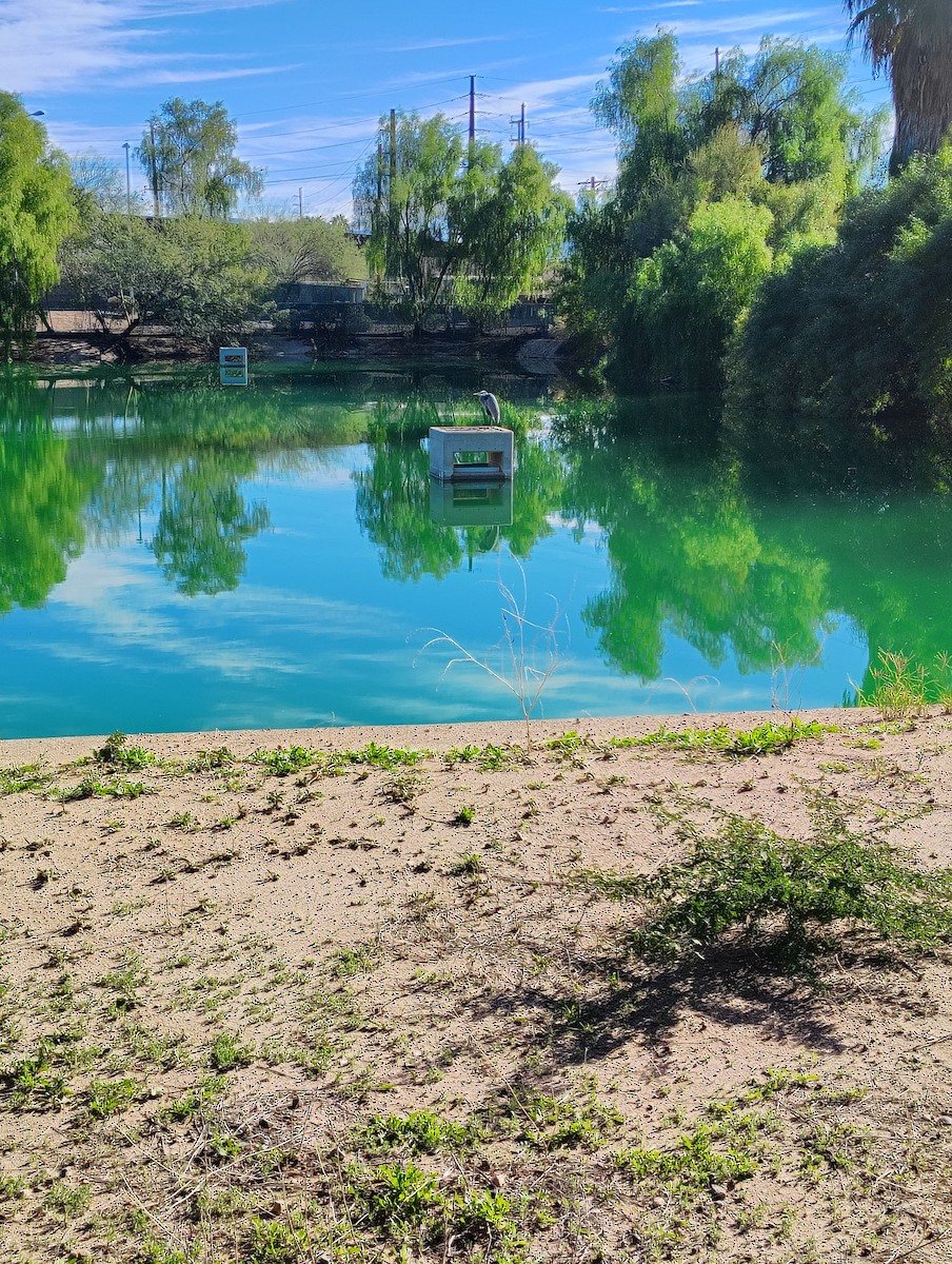 herodiashegre - ML646189815