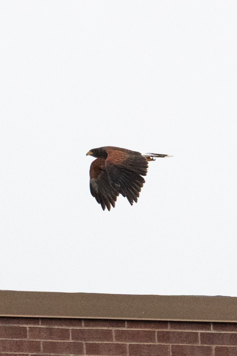 kaktusvåk - ML646189816