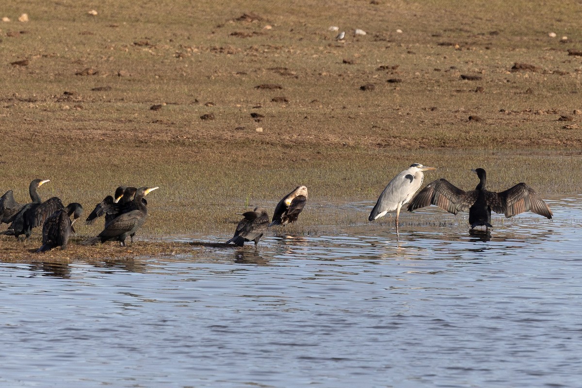 storskarv - ML646189817