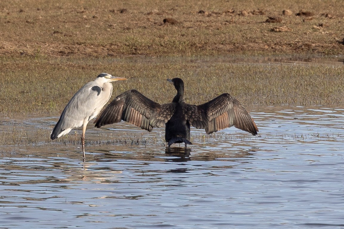 storskarv - ML646189818