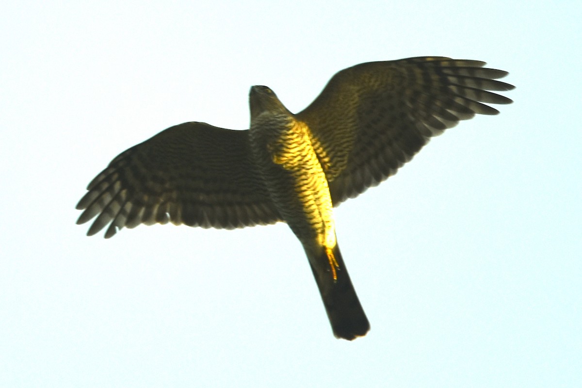 spurvehauk - ML646189819