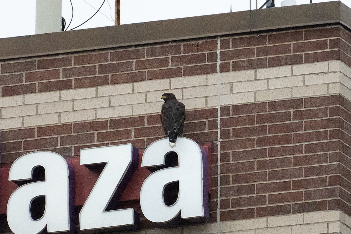 kaktusvåk - ML646189820