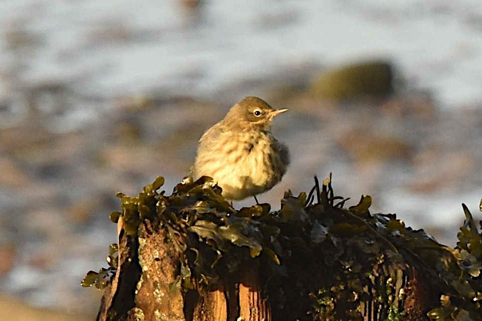 skjærpiplerke - ML646189821