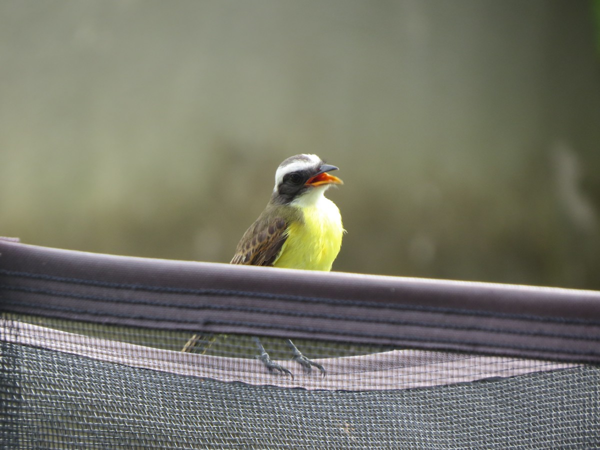 haciendatyrann - ML646189822