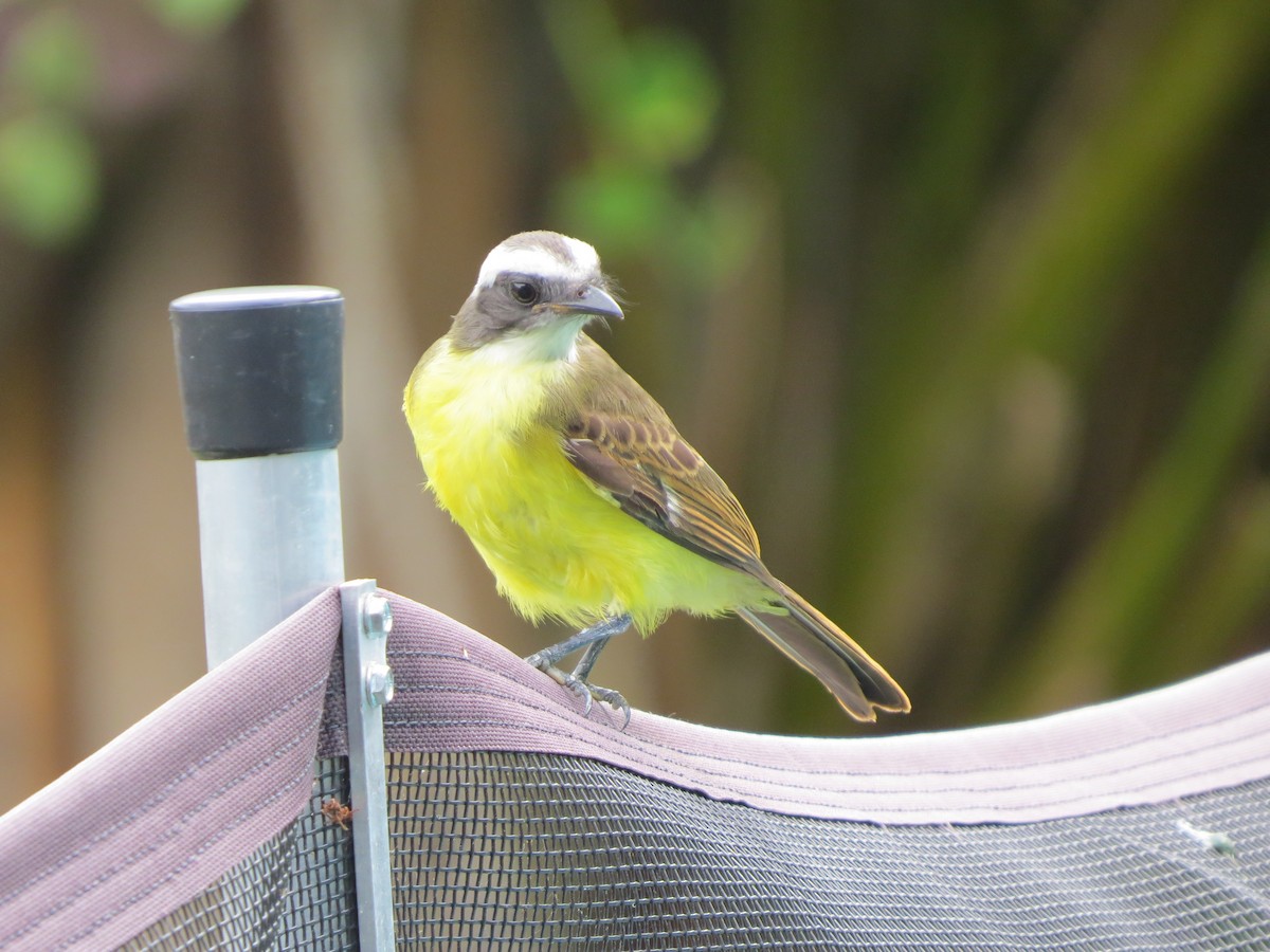 Tyran sociable - ML646189823