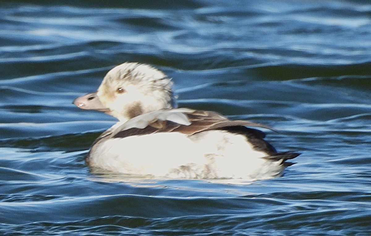 Long-tailed Duck - ML646189824