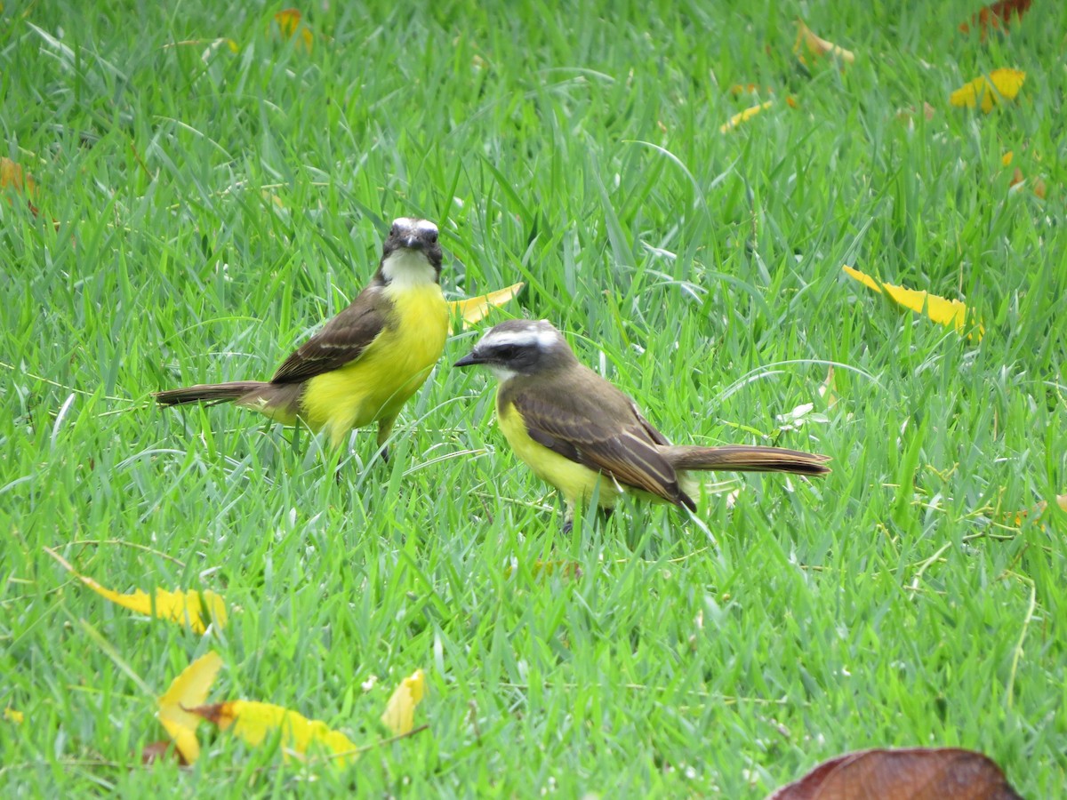 Tyran sociable - ML646189825