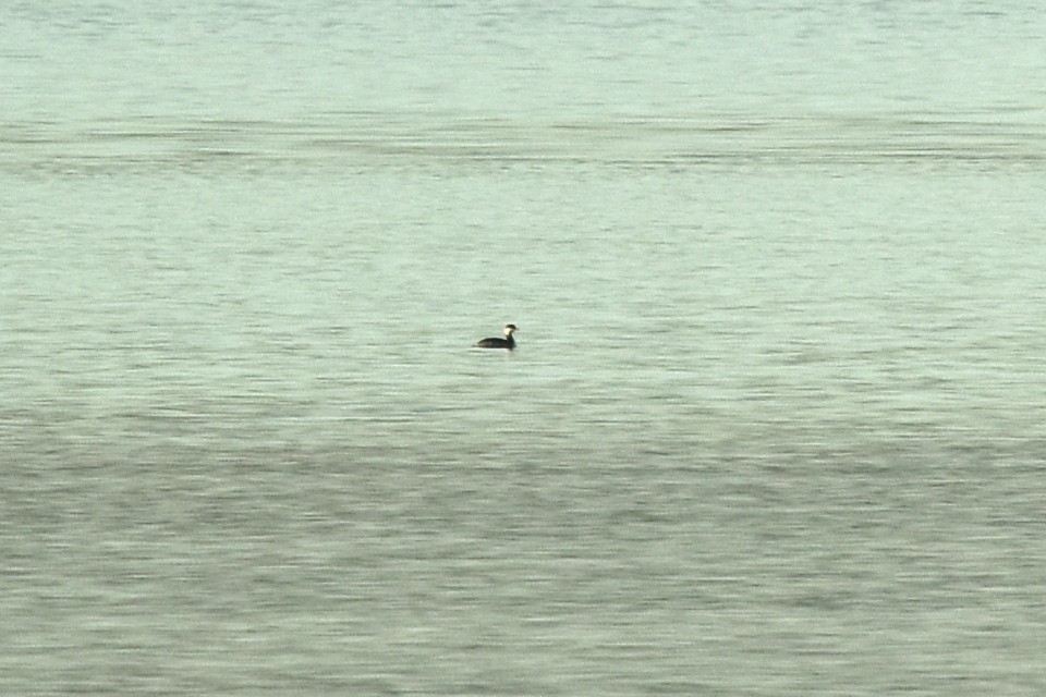 horndykker - ML646189827